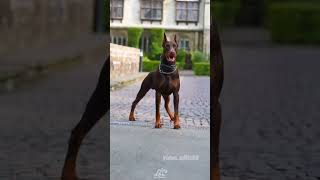 Doberman vs German shepherd videoedits60 animals [upl. by Ynez]