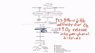 USMLE Step 1 Glycolysis [upl. by Fisoi]