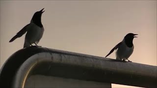 Pied Butcherbird Beautiful Call [upl. by Janaye]