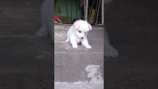 Pomeranian puppy first barking [upl. by Ehud485]