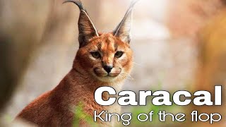 Caracal Cats fun facts and myths Amazon Wildlife Animals Life [upl. by Faucher]