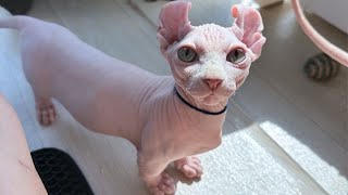 SO ADORABLE SPHYNX CATS [upl. by Velda]