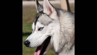 husky un chien pas comme les autres [upl. by Taka]