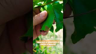 Huevecillos de lepidopteros en Maracuyá 🌱🌱🌱🌎🇬🇹agricultura flowers gardenflower gardenplant [upl. by Yedorb923]