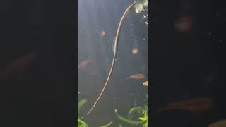 Pipefish in Planted Aquarium [upl. by Raines]