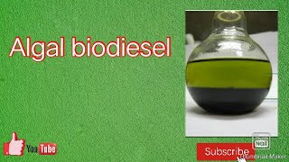 Algal biodiesel in Hindi [upl. by Ayerim]