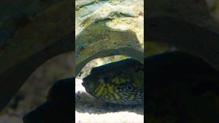 Blowfish afraid of visitor blowfish aquarium fish shorts viralvideo sealif nature underwater [upl. by Paris]