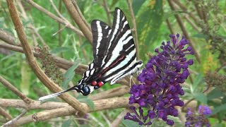 Zebra Swallowtail in PA [upl. by Rehportsirhc148]