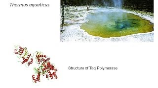 Hot Start Taq DNA Polymerase  Types and Advantages [upl. by Onit900]