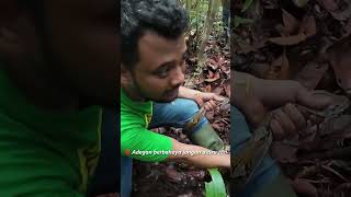 PANJI PETUALANG DILILIT ULAR PYTHON DI HUTAN KALIMANTAN [upl. by Gawain]