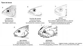 MORFOLOGÍA DE PECES [upl. by Pius187]