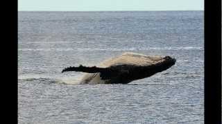 Whales off Bicheno Tasmania [upl. by Htebazle243]