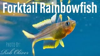 How to Breed the Forktail Rainbowfish Pseudomugil Furcatus [upl. by Ahcropal317]