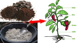 como hacer Fertilizante casero para plantas con ceniza y café [upl. by Bannon]