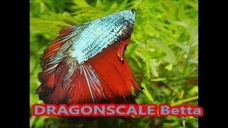 Male Betta  Siamese Fighting Fish  quotFire and Icequot [upl. by Dyanne226]