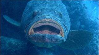 Goliath Groupers on a ship wreck [upl. by Magnien261]