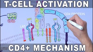 T Cell Activation  Mechanism [upl. by Domeniga]