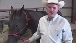 Gastric ulcers in horses [upl. by Eddana]