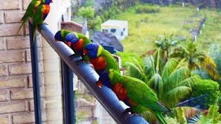 Rainbow Lorikeet Parrots  Australia Bird  Short Documentary [upl. by Saoj]