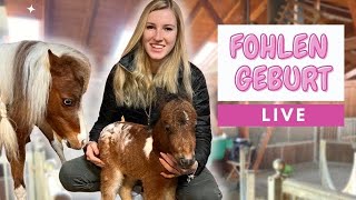 Fohlen Geburt LIVE💕😱 Geburt das erste Wiehern amp Aufstehen😱 [upl. by Adallard804]