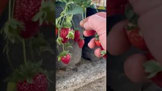 Yummy Strawberry Harvesting in the Garden satisfying RomFarm [upl. by Noek563]