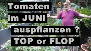 Tomaten Ende JUNI auspflanzen TOP oder FLOP [upl. by Hadias19]