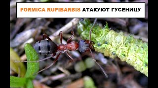 Formica rufibarbis против гусеницы [upl. by Golding]