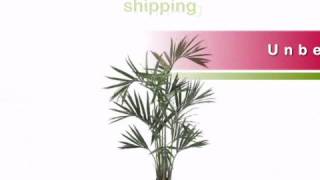 6 foot Kentia Palm Tree Potted  artificialplantsandtreescom [upl. by Ainedrag]