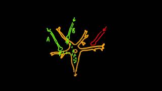 Physiology of synaptic inhibition [upl. by Eneirda]