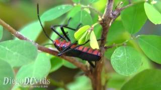 Sphictyrtus chryseis  Giant Mesquite Bugs Hemiptera Percevejo [upl. by Reta]