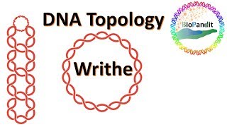 DNA Topology Writhe [upl. by Huang]