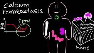 Calcium Homeostasis and Parathyroid Hormone  PTH [upl. by Adolphe300]