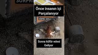 İçimizi parçalayan o köpek sürpriz sonlu kalp masajı yapan köpek köpek hayvanlar kuççik köpek [upl. by Delahk184]