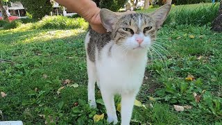 Pink nosed cat with long whiskers is so cute and loving [upl. by Ynoffit563]