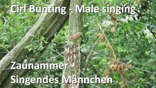 Zaunammer mit Gesang  Cirl Bunting singing Emberiza cirlus [upl. by Angelita]