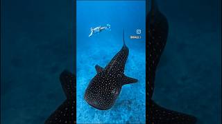 whaleshark subscribe sortsvideo snorkeling youtubeshorts viral digora maldives [upl. by Noirret30]