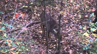 Whitetail Buck Grunting [upl. by Belter854]