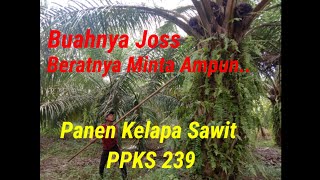 Performa Kelapa Sawit Varietas DxP PPKS 239 Umur 7 Tahun 4 Bulan [upl. by Rabbi724]