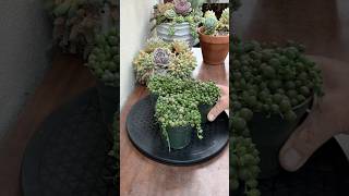 Succulent Tips String Of Pearls Propagation 🪴 succulents succulentpropagation plants [upl. by Copland95]