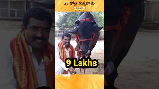 🤯 shahenshah bull earn 9 lakhs per month Telugu facts [upl. by Nilhtac]