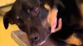 Sarah McLachlan ASPCA Ad DEATH METAL [upl. by Svend]