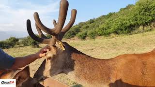 Deer Hills in Tashkent region European Fallow Deer and Red Deer [upl. by Lleznol]