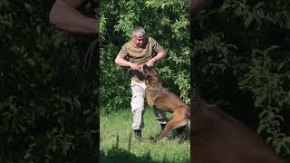 Malinois dogs catching criminals Malinoisdogscatchingcriminals shorts [upl. by Harriman296]