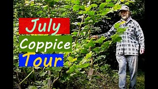 HowTo Coppice Trees  What is Coppicing Education [upl. by Eyoj]