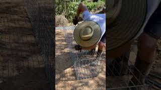 Building Gabion Cages With Spirals shorts [upl. by Ray]