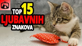 🐈 Kako Mačke Pokazuju Ljubav TOP 15 Znakova Da Vas Mačka Voli Najviše Na Svijetu [upl. by Amilas]