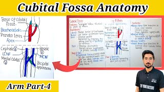 Cubital Fossa AnatomyBoundariesContents amp BranchesArm Part4 [upl. by Brucie273]