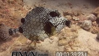 722005 Smooth Trunkfish or Boxfish Video [upl. by Ylicic]