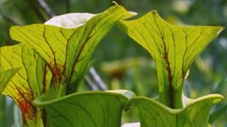 Exploring the Venus Flytrap with Attenborough  BBC Earth [upl. by Ycart830]