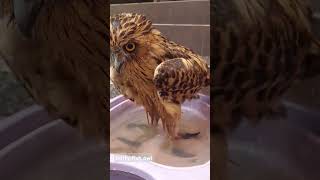 Buffy Fish Owl  bath time and breakfast [upl. by Kevon]